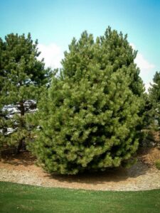 Сосна Чёрная (Pinus Nigra) купить по цене от 270.00р. в интернет-магазине «Посадика» с доставкой почтой в в Шарыповое и по всей России – [изображение №1].