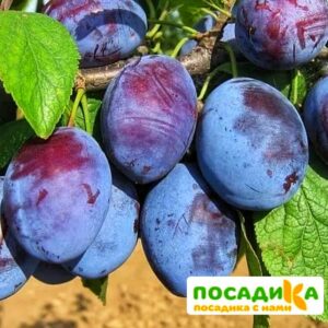 Слива Чачакская ранняя купить по цене от 229.00р. в интернет-магазине «Посадика» с доставкой почтой в в Шарыповое и по всей России – [изображение №1].