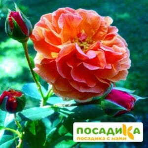 Роза Арабия купить по цене от 350.00р. в интернет-магазине «Посадика» с доставкой почтой в в Шарыповое и по всей России – [изображение №1].