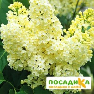 Сирень Примроуз (Primrose) купить по цене от 529.00р. в интернет-магазине «Посадика» с доставкой почтой в в Шарыповое и по всей России – [изображение №1].