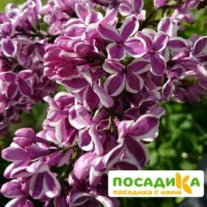 Сирень Сенсация купить по цене от 529.00р. в интернет-магазине «Посадика» с доставкой почтой в в Шарыповое и по всей России – [изображение №1].