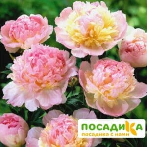 Пион Распберри Сандей (Paeonia Raspberry Sundae) купить по цене от 959р. в интернет-магазине «Посадика» с доставкой почтой в в Шарыповое и по всей России – [изображение №1].