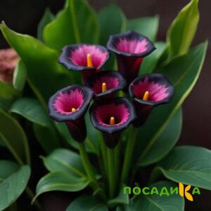 Калла Аура Лейс купить по цене от 400р. в интернет-магазине «Посадика» с доставкой почтой в в Шарыповое и по всей России – [изображение №1].