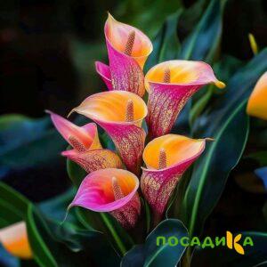 Калла Оникс купить по цене от 450р. в интернет-магазине «Посадика» с доставкой почтой в в Шарыповое и по всей России – [изображение №1].