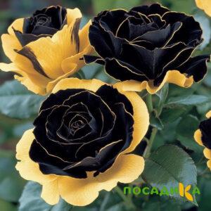 Роза Ханни Сикл купить по цене от 700р. в интернет-магазине «Посадика» с доставкой почтой в в Шарыповое и по всей России – [изображение №1].