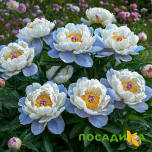 Пион акварельный Этюд купить по цене от 806р. в интернет-магазине «Посадика» с доставкой почтой в в Шарыповое и по всей России – [изображение №1].