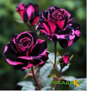 Роза Багровый Шепот купить по цене от 366р. в интернет-магазине «Посадика» с доставкой почтой в в Шарыповое и по всей России – [изображение №1].