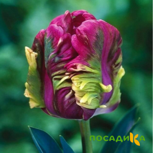 Тюльпан Экзотик Хэвен купить по цене от 186р. в интернет-магазине «Посадика» с доставкой почтой в в Шарыповое и по всей России – [изображение №1].