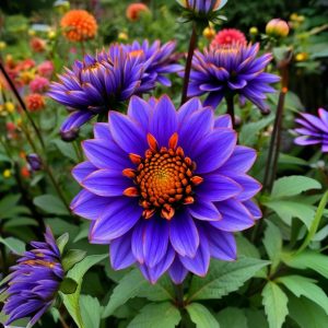 Георгин Лазурит купить по цене от 799р. в интернет-магазине «Посадика» с доставкой почтой в в Шарыповое и по всей России – [изображение №1].