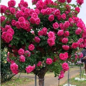 Роза Версаля купить по цене от 232р. в интернет-магазине «Посадика» с доставкой почтой в в Шарыповое и по всей России – [изображение №1].