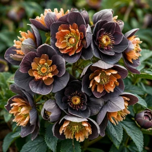 Морозник Блум Айс купить по цене от 499р. в интернет-магазине «Посадика» с доставкой почтой в в Шарыповое и по всей России – [изображение №1].