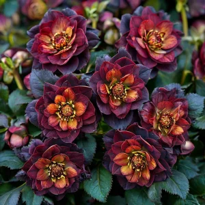 Морозник Сноу Дроп купить по цене от 348р. в интернет-магазине «Посадика» с доставкой почтой в в Шарыповое и по всей России – [изображение №1].